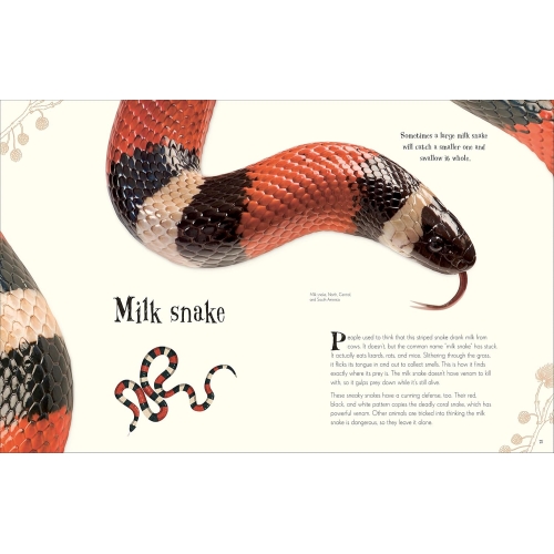 Dk An Anthology Of Intriguing Animals
