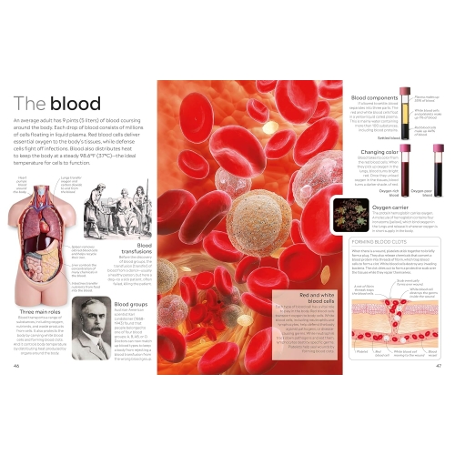 Dk Eyewitness: Human Body