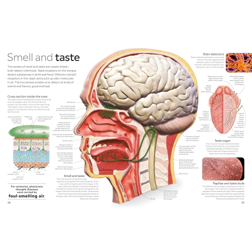 Dk Eyewitness: Human Body