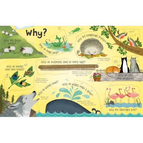 Lift-The-Flap Questions And Answers About Animals