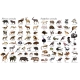 1000 Things Animals