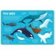 Seek And Find- Magic Searchlight Ocean Animals