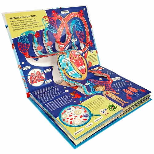 Pop Up Энциклопедия. Анатомия: Книжка-Панорамка (Интегральная) 28.03.24